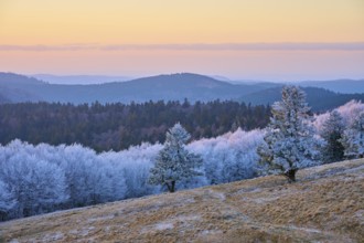 Frozen hilly landscape in soft shades of blue and pink at dusk, winter, Route de Cretes, Hohneck,