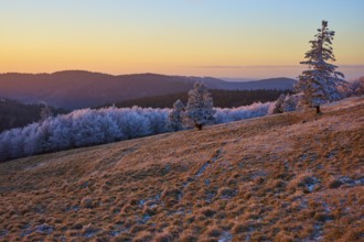 Snow-covered landscape with trees in evening light and peaceful sunset, winter, Route de Cretes,