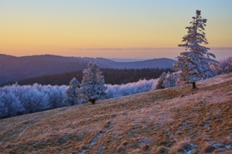 Lonely trees under frosty sunset light on a slope, winter, Route de Cretes, Hohneck, La Bresse,