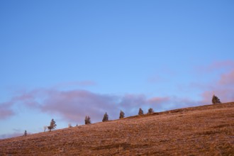 Minimalist landscape with trees on ridge and clear blue sky, winter, Route de Cretes, Hohneck, La