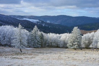Winter landscape with snow-covered trees against a mountain backdrop, winter, Route de Cretes,