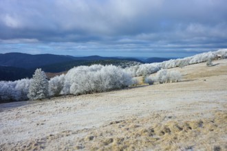 Snowy hills with trees and wide, cloudy sky in a wintry atmosphere, winter, Route de Cretes,