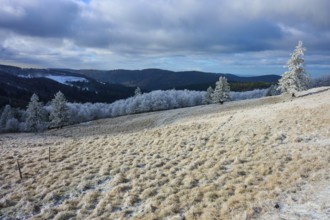 Winter hilly landscape with snow-covered trees and cloudy sky, winter, Route de Cretes, Hohneck, La
