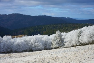 Trees and hills covered by snow under cloudy sky in a wintry atmosphere, winter, Route de Cretes,