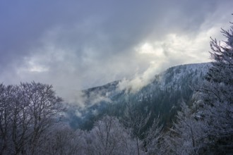 Frosty trees covered in fog against a cloudy sky in a wintry atmosphere, winter, Col de la