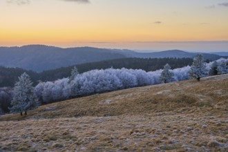Frozen trees and snow-covered hills under an orange evening sky, winter, Route de Cretes, Hohneck,