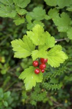 Bright red berries hang from a branch of the Alpine currant (Ribes alpinum) with vivid green