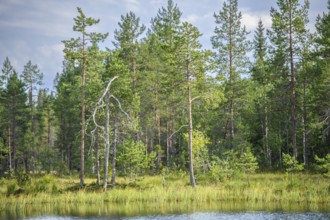 Green boggy pine forest Taiga summer forest with pine trees and pale sky in the background on the