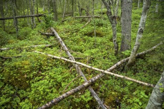 Dense forest with fallen trees covered by moss, pristine natural scenery, Svedjehamn, Kvarken