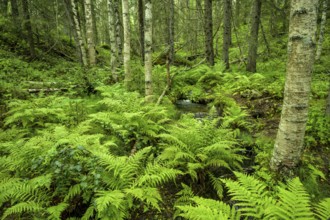 Dense green forest full of ferns and moss with large trees, quiet wilderness atmosphere,