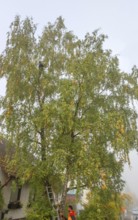 Tree climber cuts a birch (Betula), Eckental, Middle Franconia, Bavaria, Germany