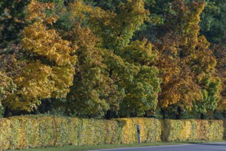 Beech hedges (Fagus) and trees in autumn colour along a road, Lauf an der Pegnitz, Middle