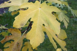 Autumn fig leaf (Ficus carica), Bavaria, Germany