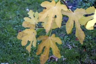 Autumn fig leaves (Ficus carica), Bavaria, Germany