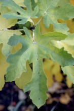 Fig leaves (Ficus carica), Bavaria, Germany