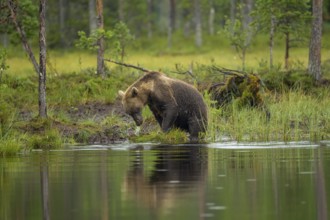 Brown bear (Ursus arctos) by the water in a dense forest, apparently in hunting position,