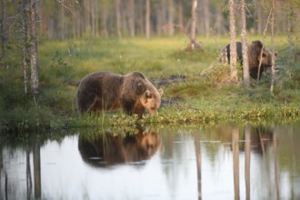 A brown bear (Ursus arctos) drinking on the river bank in the forest, surrounded by trees, almost