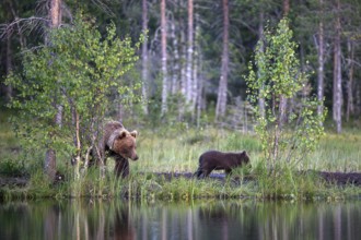 A brown bear (Ursus arctos) with young explores the forest shore at dusk, the water reflects the
