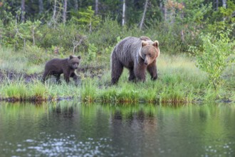 A brown bear (Ursus arctos) with young on a quiet lakeshore surrounded by lush vegetation at dusk,