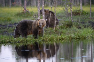 An alert brown bear (Ursus arctos) stands by the lake, its reflection clearly visible in the calm