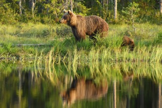 A brown bear (Ursus arctos) with young on the shore of a lake, surrounded by trees, the evening