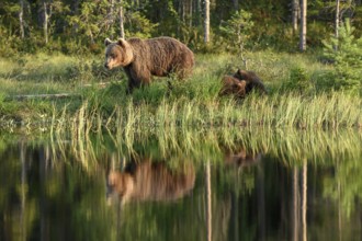 A brown bear (Ursus arctos) and its young at the edge of the forest, by the lake, their reflection