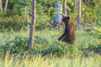 A small brown bear (Ursus arctos) stands near a tree in the forest grass, Karelia, Lapland, Finland
