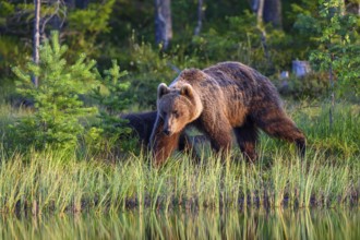 A large brown bear (Ursus arctos) moves through tall grass in the evening light, Karelia, Lapland,