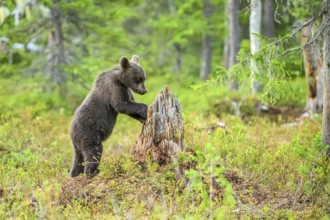 A small brown bear (Ursus arctos) curiously examines a tree stump in the forest, Karelia, Lapland,