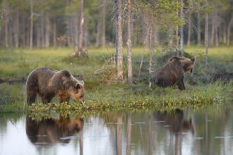 Two brown bears (Ursus arctos) on a quiet lakeshore with forest in the background, Karelia,