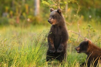 Two young brown bears (Ursus arctos) stand in the grass and look around curiously, Karelia,