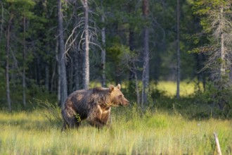 A brown bear (Ursus arctos) walks through a sunny forest with tall grass, Karelia, Lapland, Finland