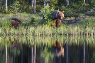 A brown bear (Ursus arctos) and its cub by a lake in the evening, Karelia, Lapland, Finland