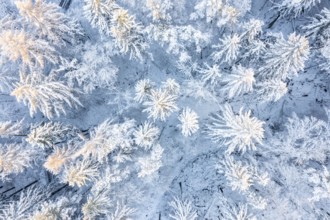 Hankenberge, Hilter am Teutoburg Forest, Lower Saxony, Germany, aerial view of snow-covered trees
