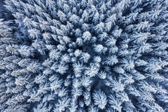 Hankenberge, Hilter am Teutoburger Wald, Lower Saxony, Germany, aerial view of a dense forest with