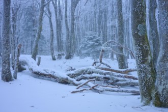 Snow-covered forest with fallen branches and heavy snowfall, copper beech (Fagus sylvatica),