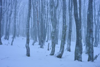 Dense bare trees in a snowy, foggy forest, copper beech (Fagus sylvatica), winter, Hohneck, La