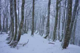 Snow-covered forest with slender, bare trees in a frosty environment, copper beech (Fagus