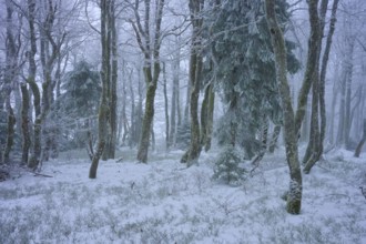 Snow-covered forest with conifers in a foggy winter scenery, copper beech (Fagus sylvatica),