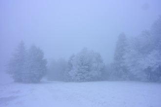 Thick fog over snowy, quiet landscape with trees, conifer, winter, Hohneck, La Bresse, Vosges,