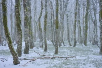 Snow-covered trees stand foggy in a wintry forest, copper beech (Fagus sylvatica), winter, Hohneck,