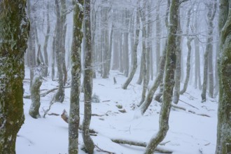Dense tree trunks in the fog create a mystical, wintry atmosphere, copper beech (Fagus sylvatica),