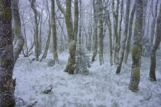 Snowy tree-covered landscape in winter with a dense atmosphere, copper beech (Fagus sylvatica),