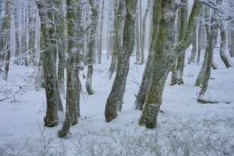 Snow-covered trees in the dense forest create a quiet, wintry atmosphere, copper beech (Fagus