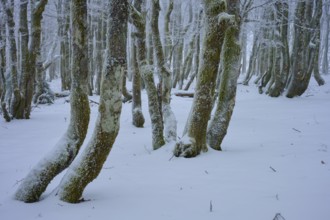 Crooked tree trunks are covered in snow and appear enchanted in the tranquil winter landscape,
