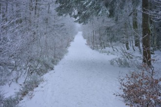 Snow-covered forest path leads quietly and secluded through the winter forest, copper beech (Fagus