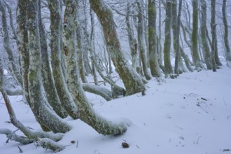 Snow-covered, crooked tree trunks stand close together. The scenery appears enchanted and silent,