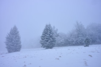Snow-covered trees are foggy and quiet. The atmosphere seems cool and mysterious, conifer, winter,