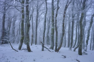 Snowy forest with frosty trees in a foggy, cold atmosphere, copper beech (Fagus sylvatica), winter,
