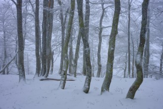 Snow-covered forest with slender trees in a foggy winter landscape, copper beech (Fagus sylvatica),